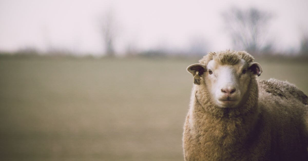 What is the meaning of Agnus Dei?