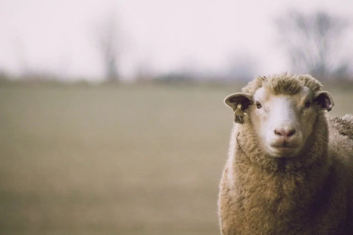 What is the meaning of Agnus Dei?