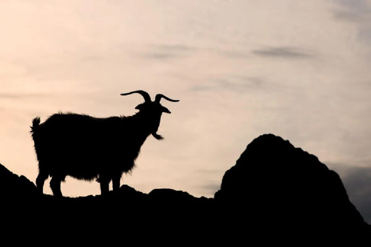 What is Azazel / the scapegoat in the Bible?