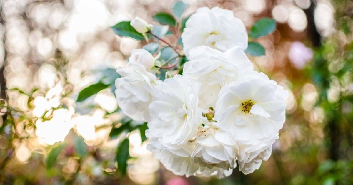 What does the Bible say about pruning?