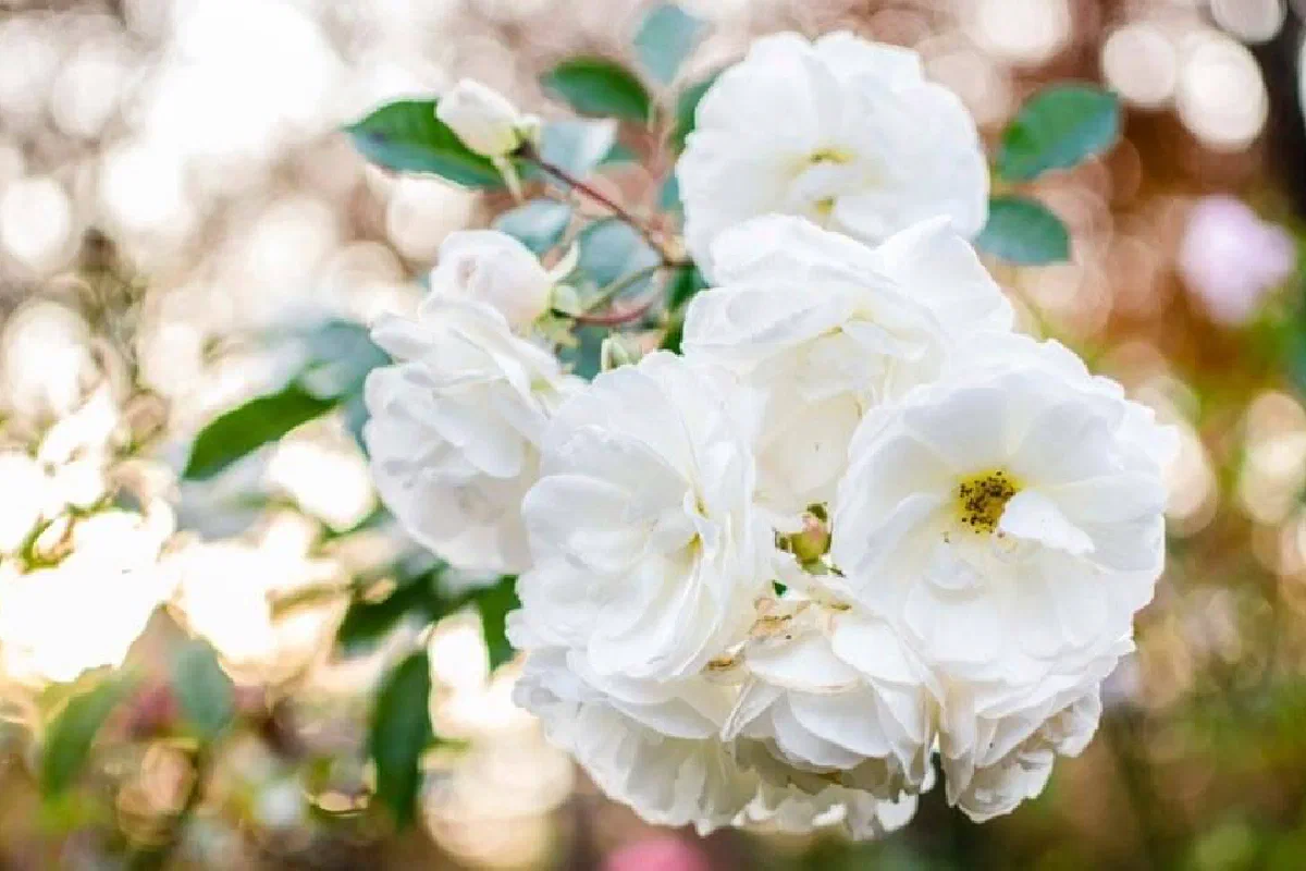 What does the Bible say about pruning?