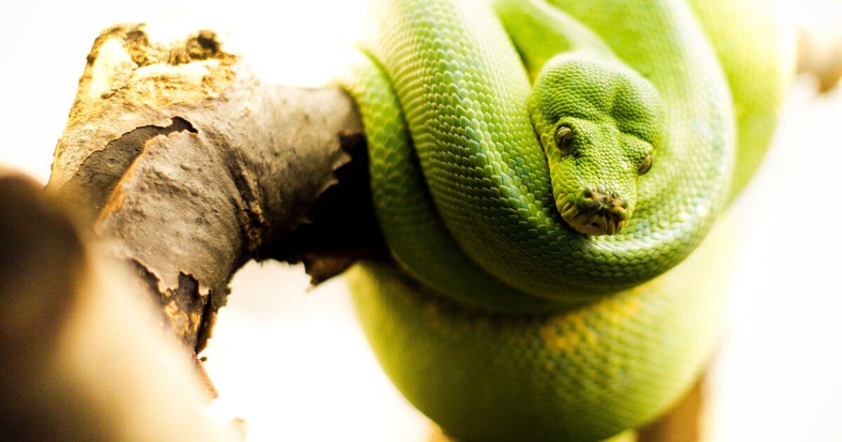 Are snakes evil? Does the Bible say anything about snakes?