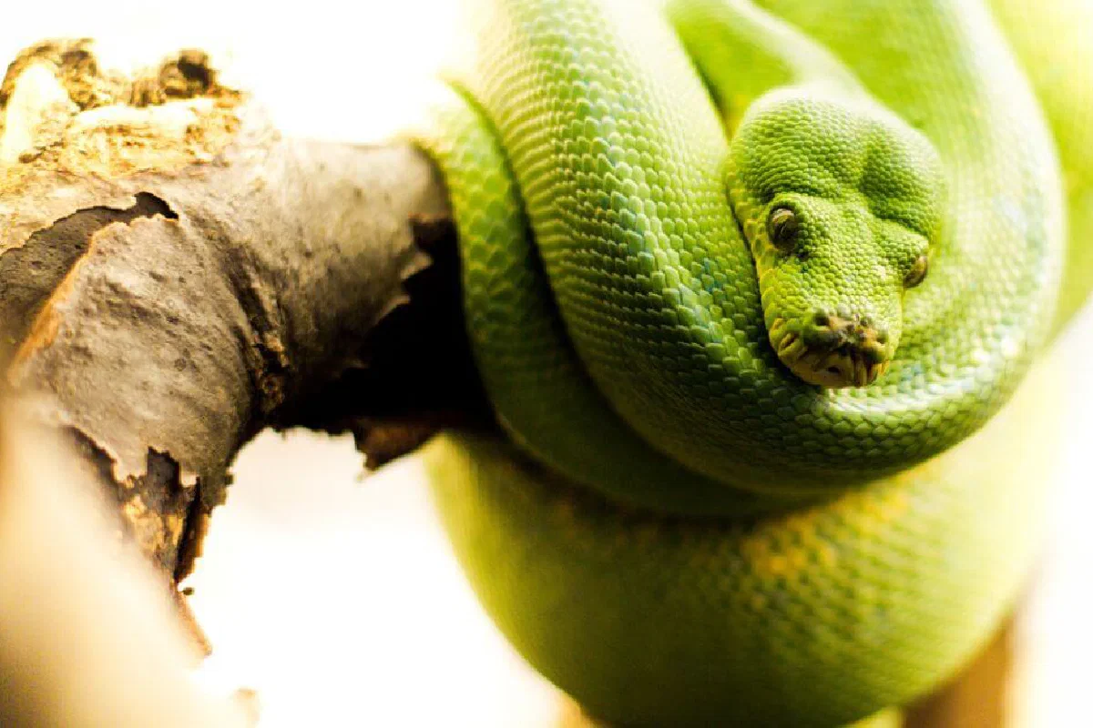 Are snakes evil? Does the Bible say anything about snakes?