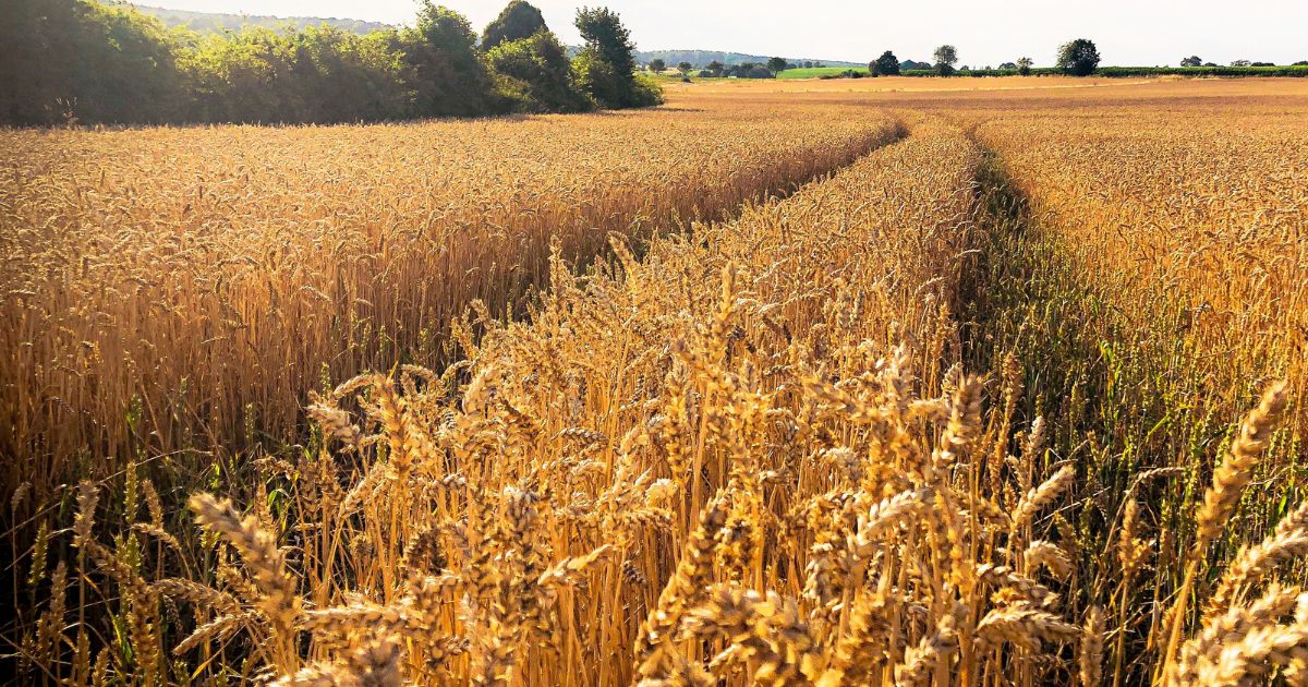 Survey of the Book of Joel