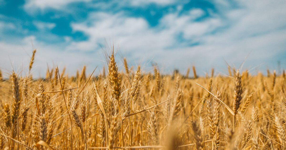 Survey of the Book of Ruth