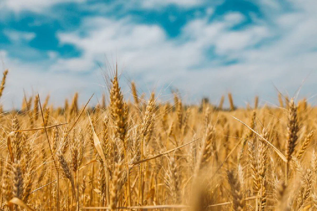 Survey of the Book of Ruth