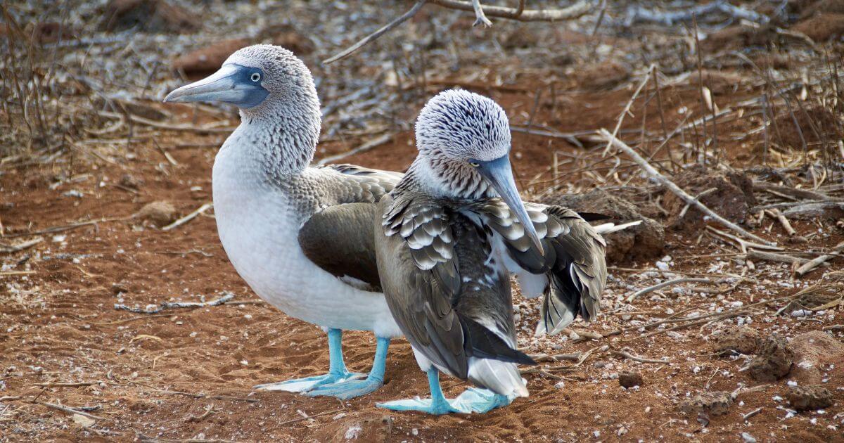 The definition of Darwinism – What is it?