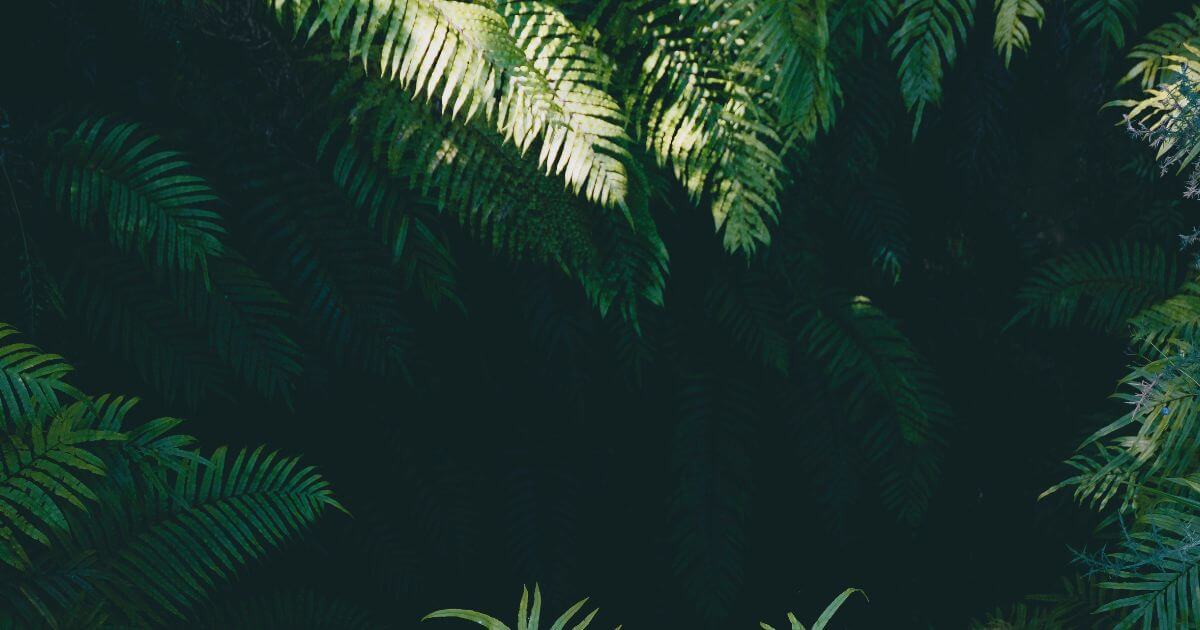 The Edenic Covenant - What is it?