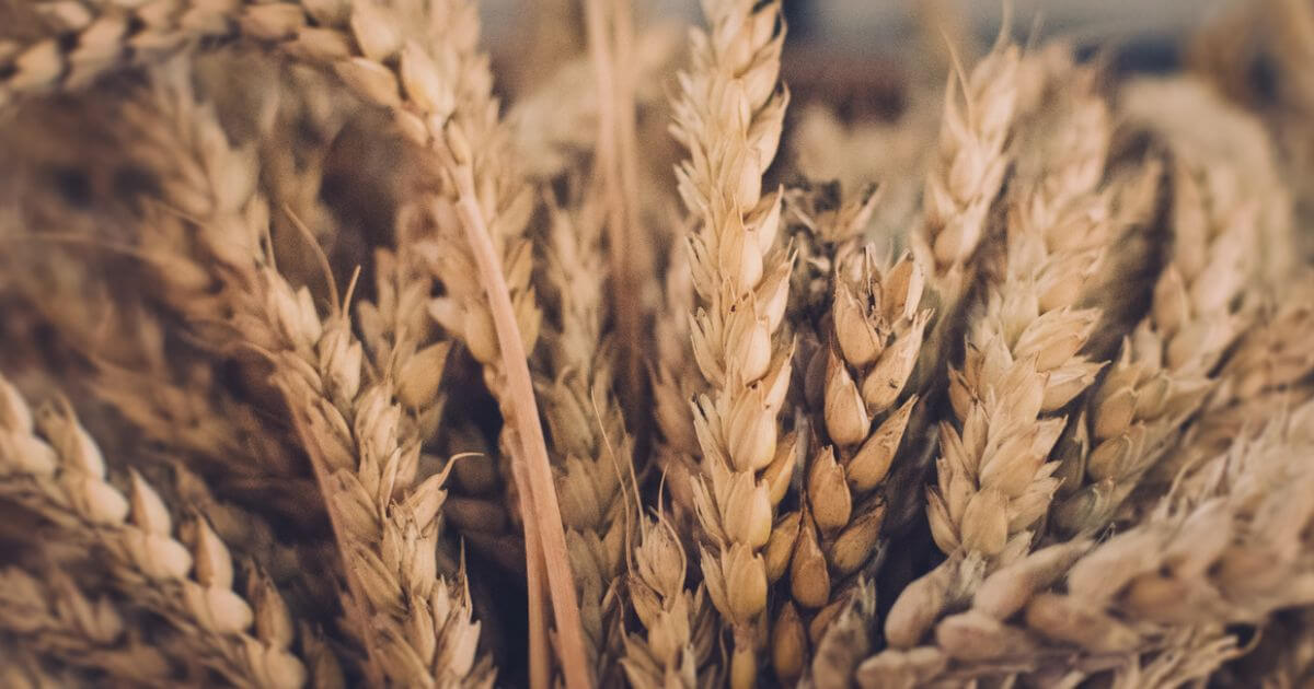 The Feast of Weeks – What is it?