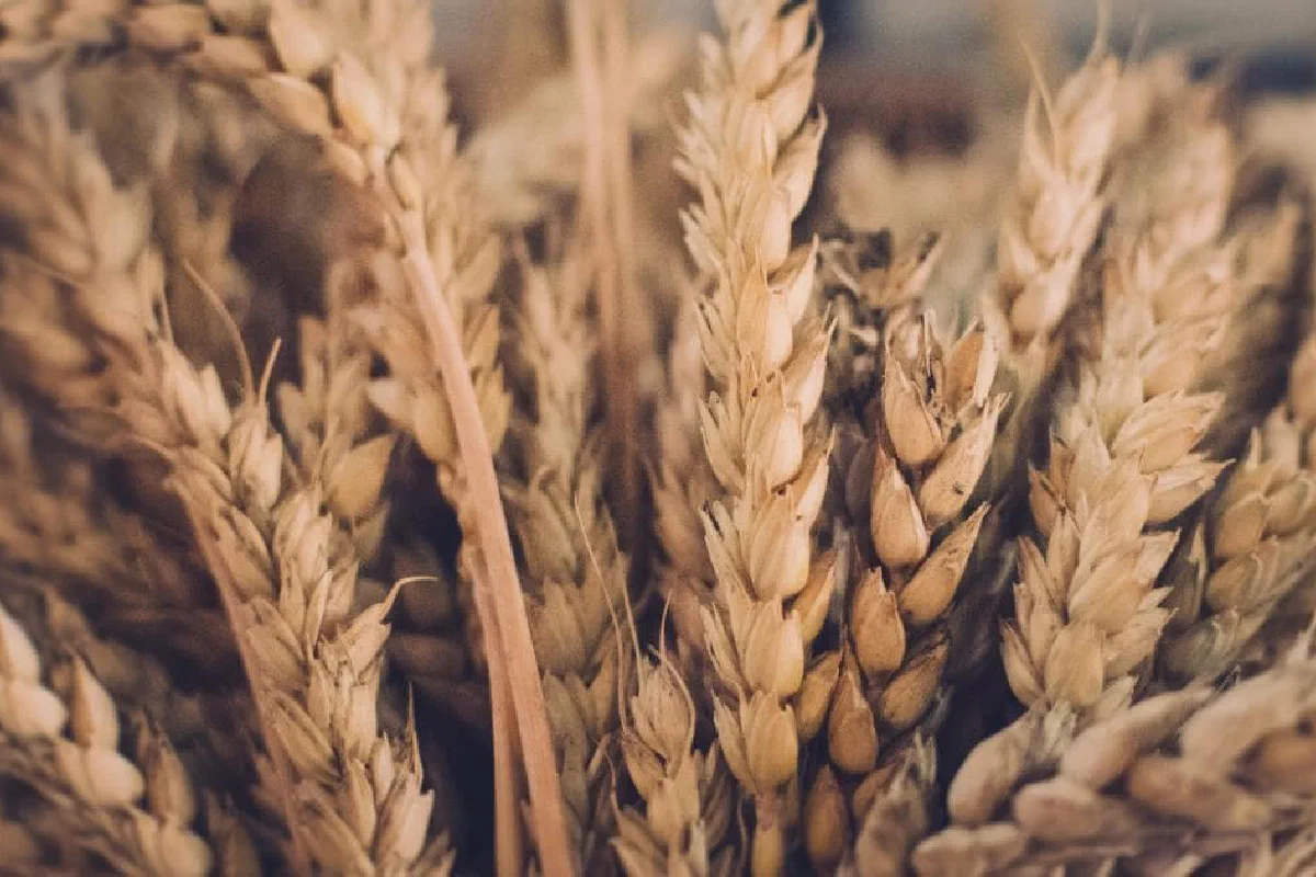 The Feast of Weeks – What is it?