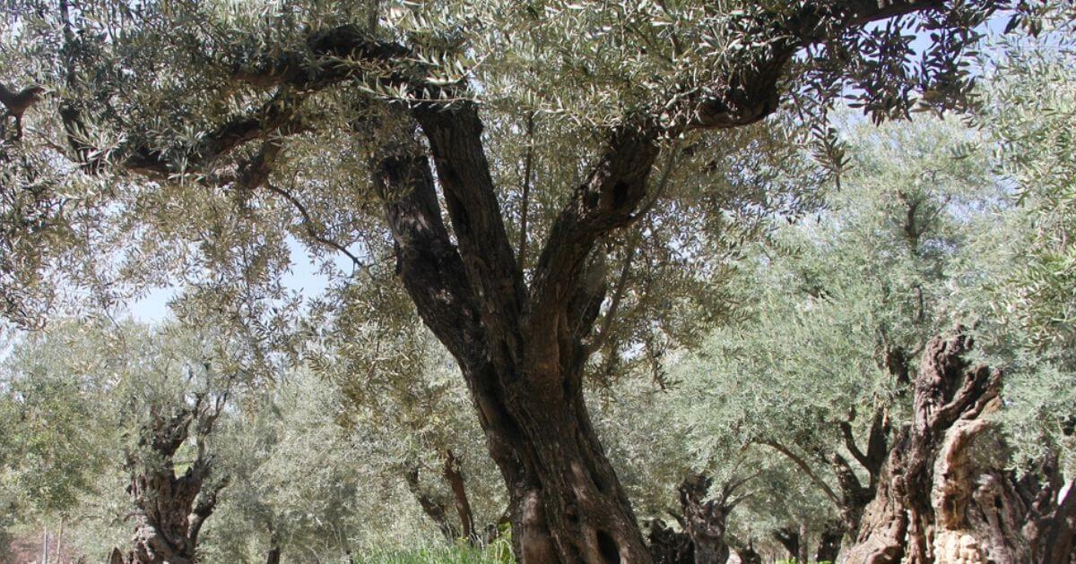 What is the story of the Garden of Gethsemane the night Jesus was arrested?