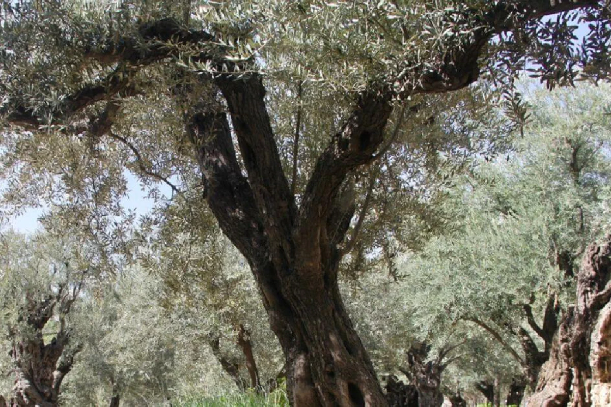 What is the story of the Garden of Gethsemane the night Jesus was arrested?