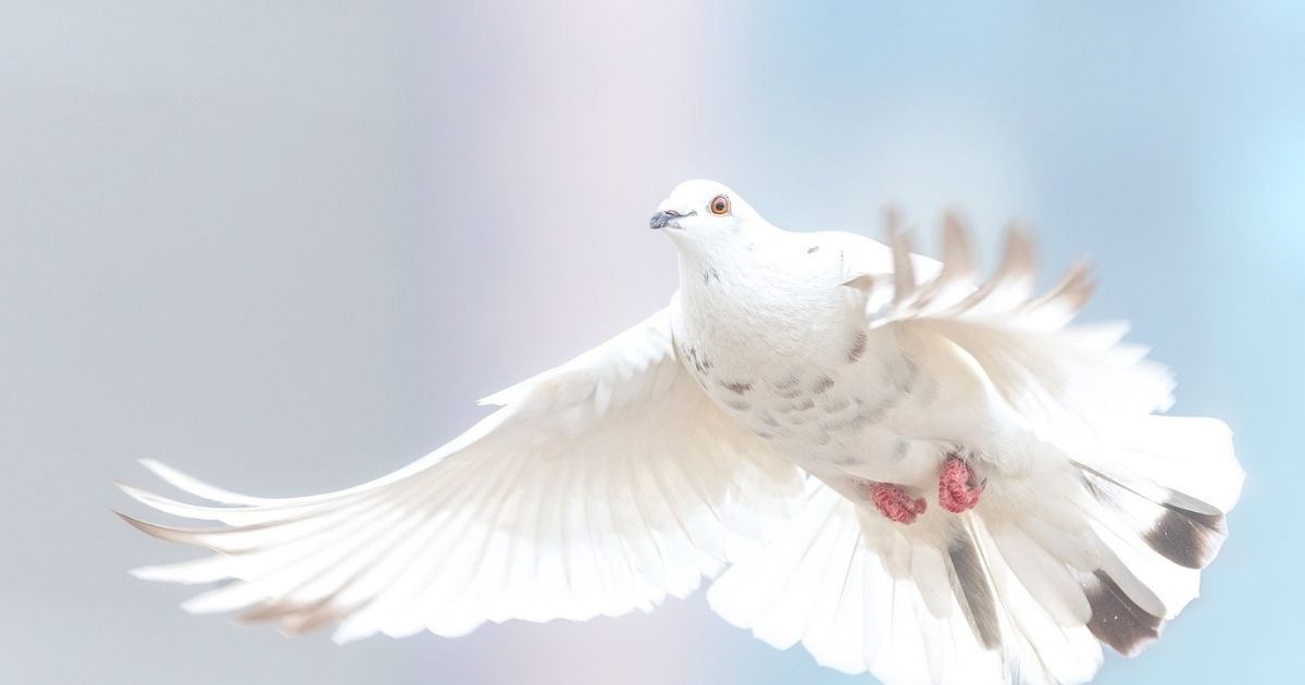 Why is a dove used as a symbol of the Holy Spirit?