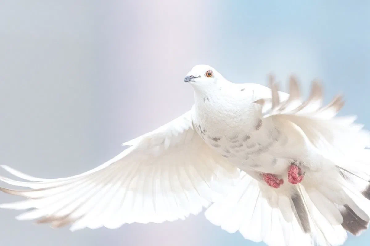 Why is a dove used as a symbol of the Holy Spirit?