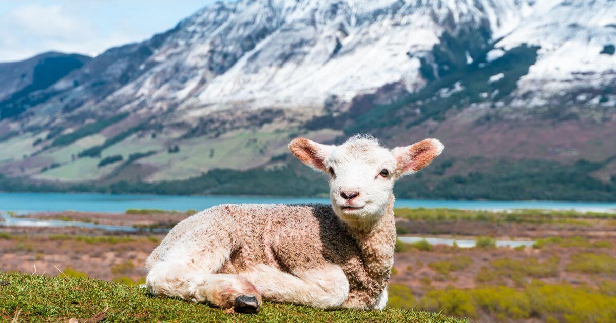 If Jesus is our atonement, why did He die at Passover instead of the Day of Atonement?