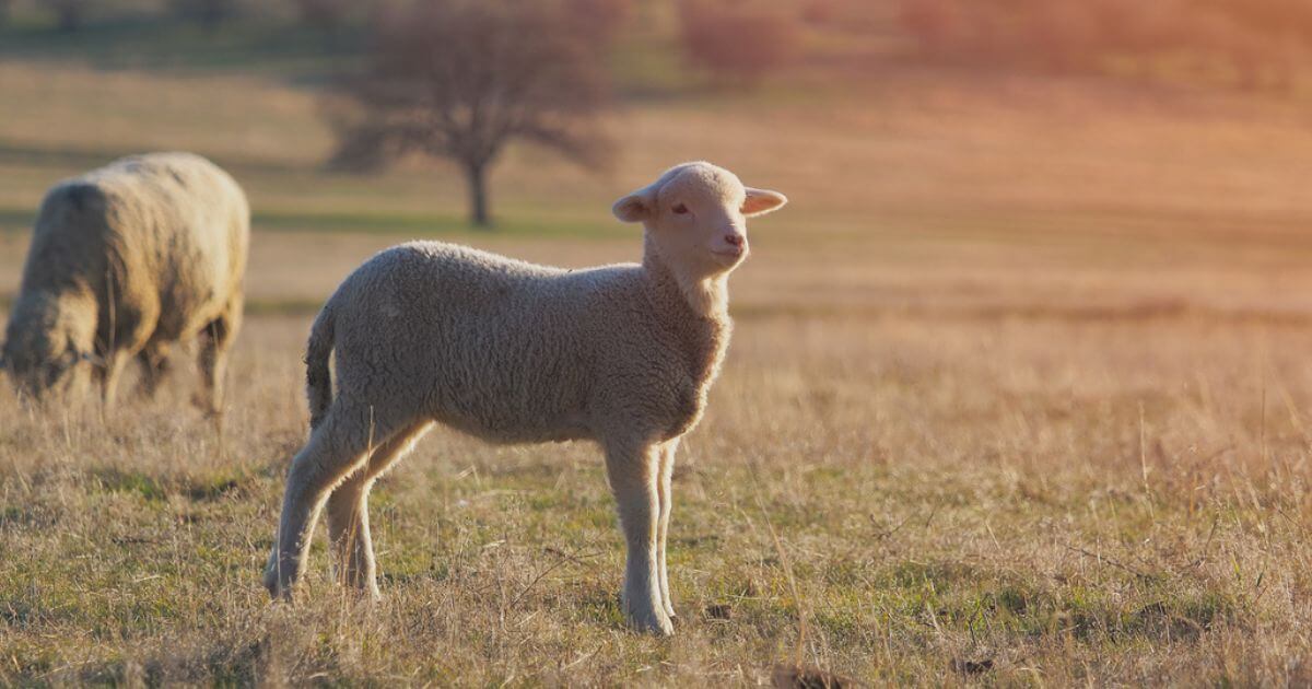 How is Jesus the Lamb of God?