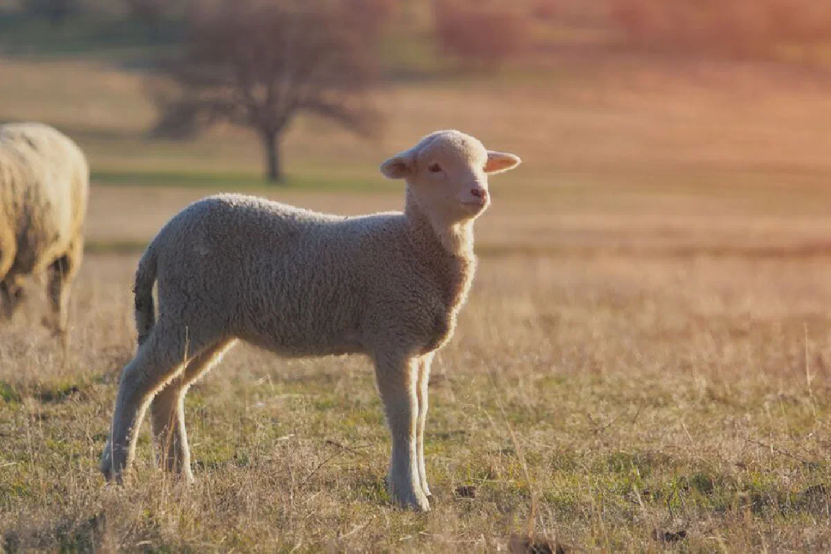 How is Jesus the Lamb of God?