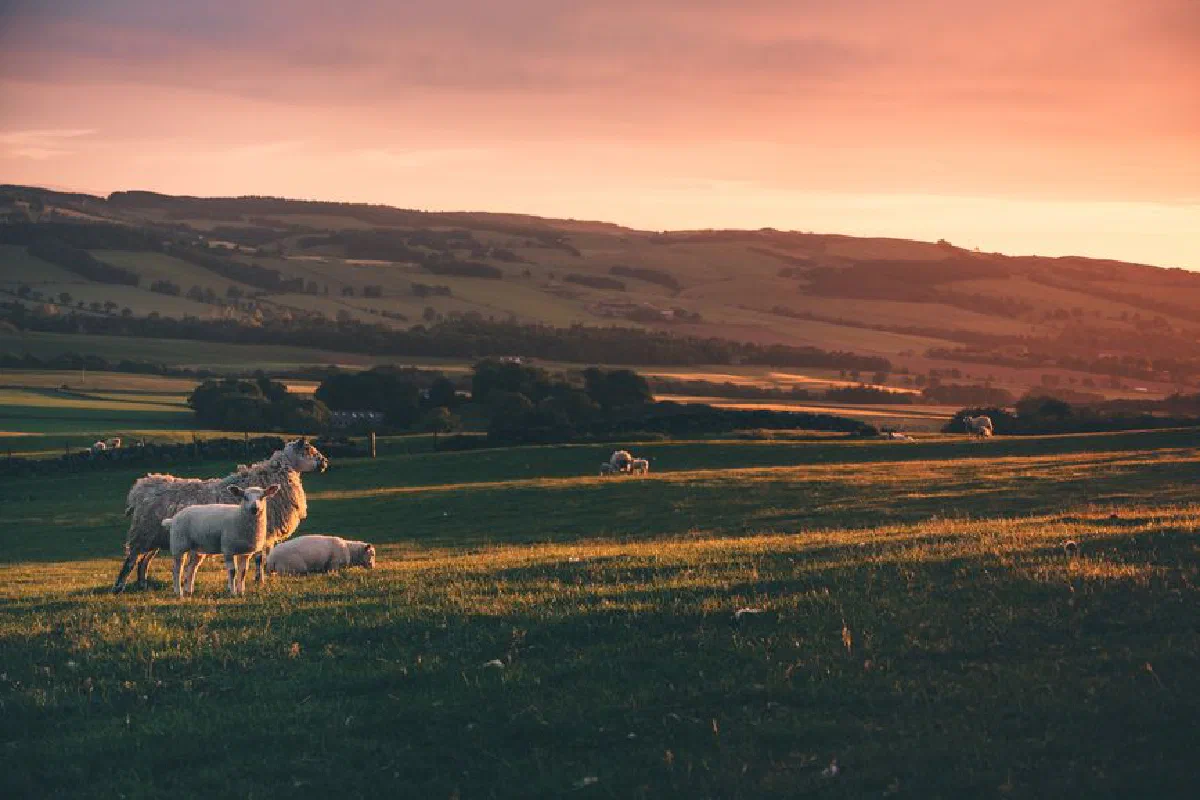 A picturesque rural landscape featuring sheep grazing in a sunlit pasture at sunset.