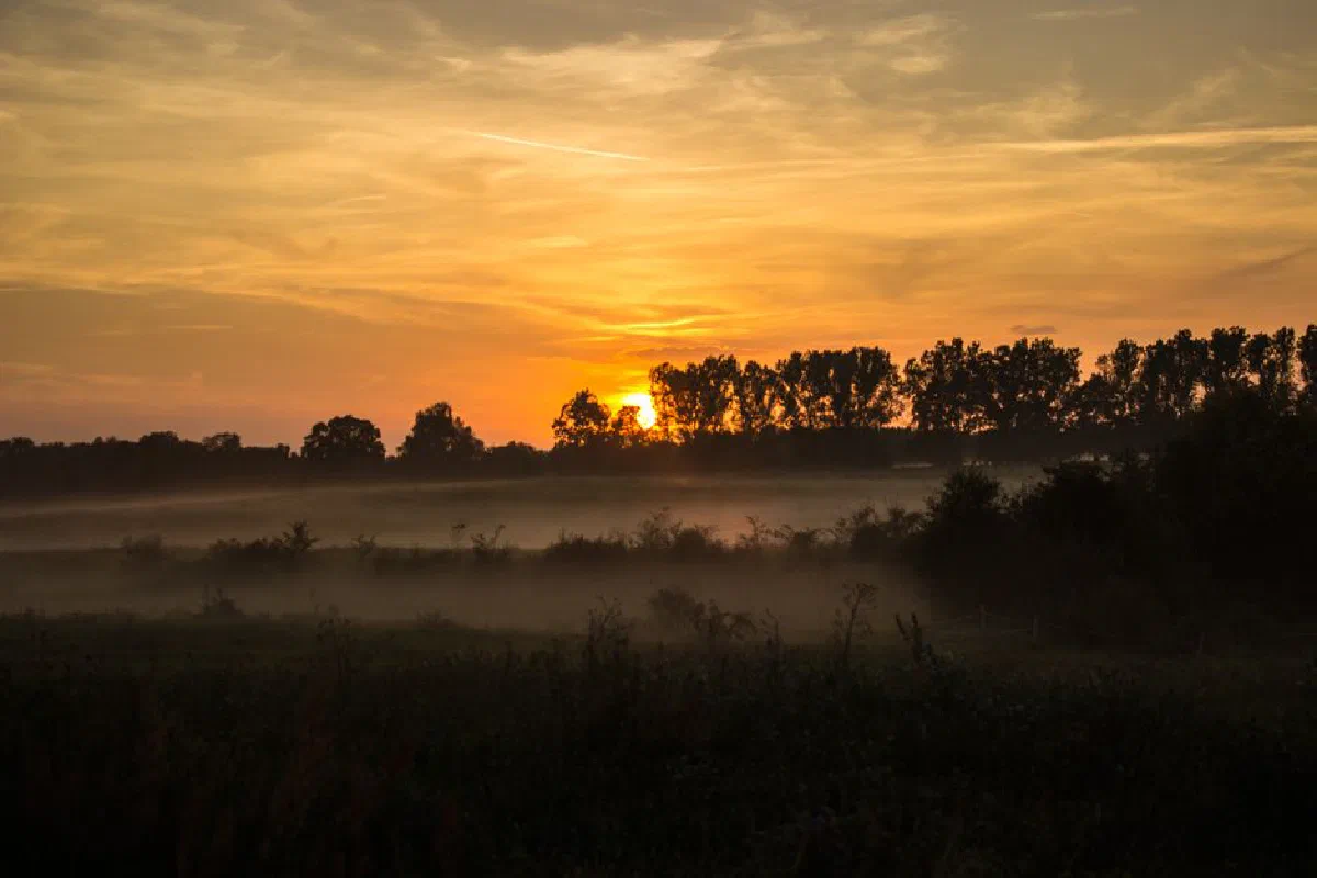 Tranquil sunrise with mist over a field and trees in Rheinsberg, Germany.