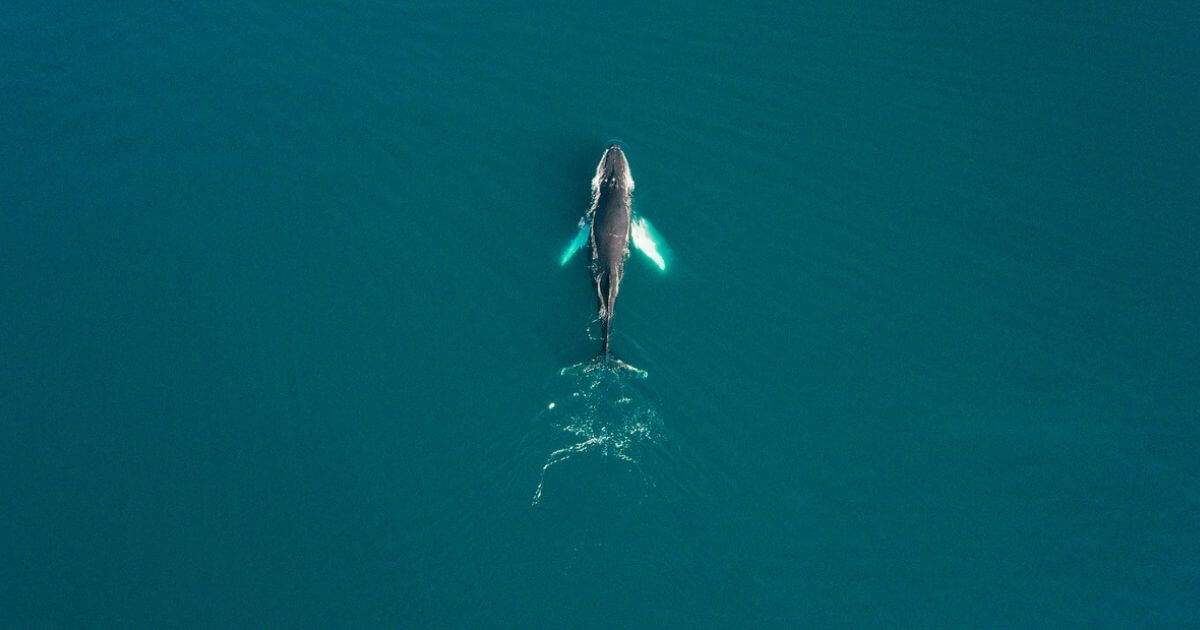 Did a whale really swallow Jonah?