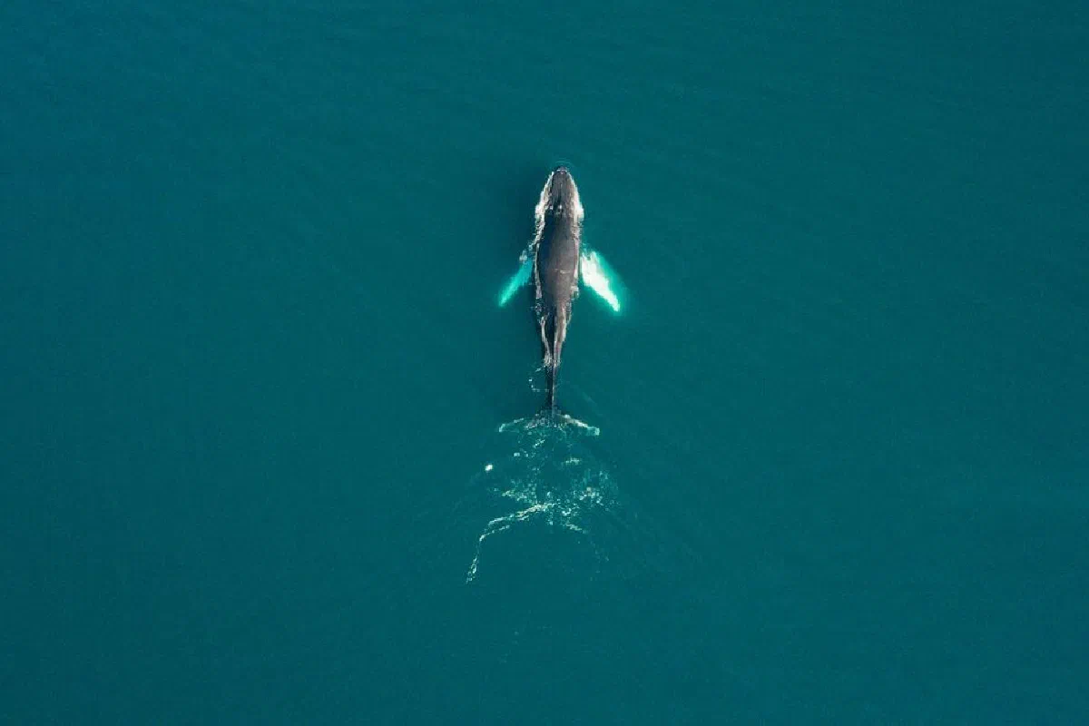 Did a whale really swallow Jonah?