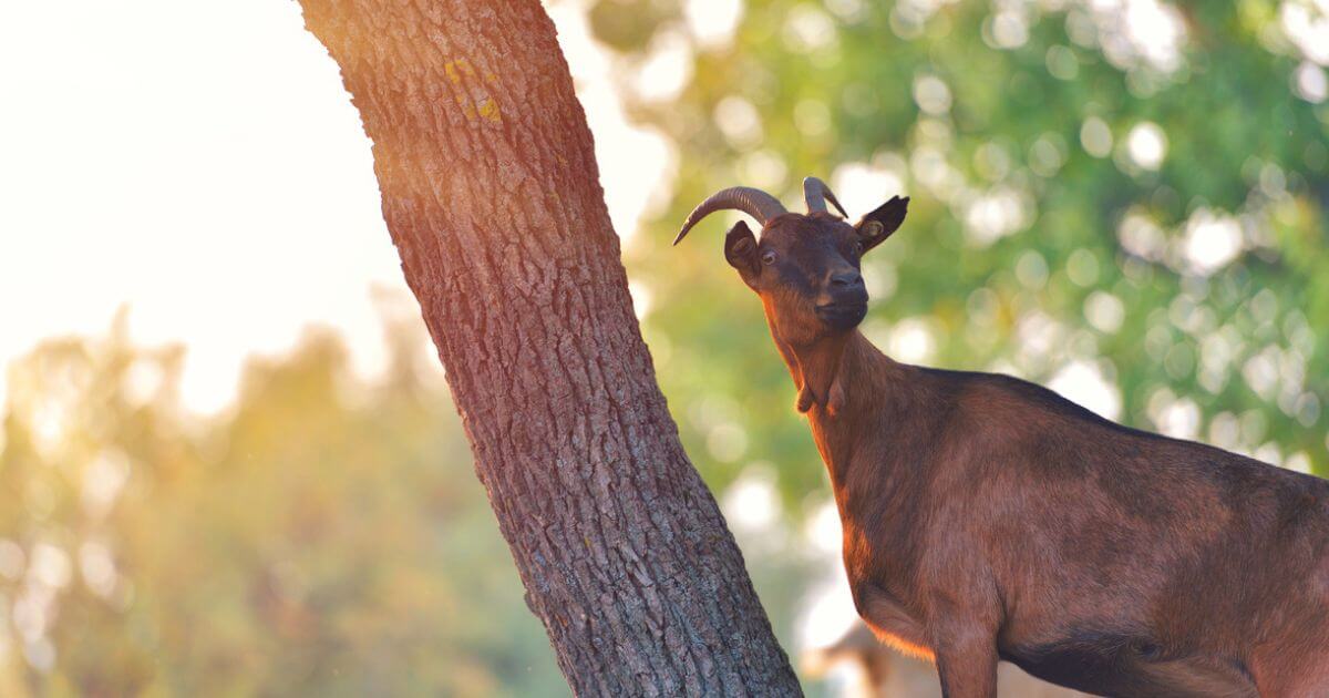Why do some ancient sculptures and statues depict Moses with horns?