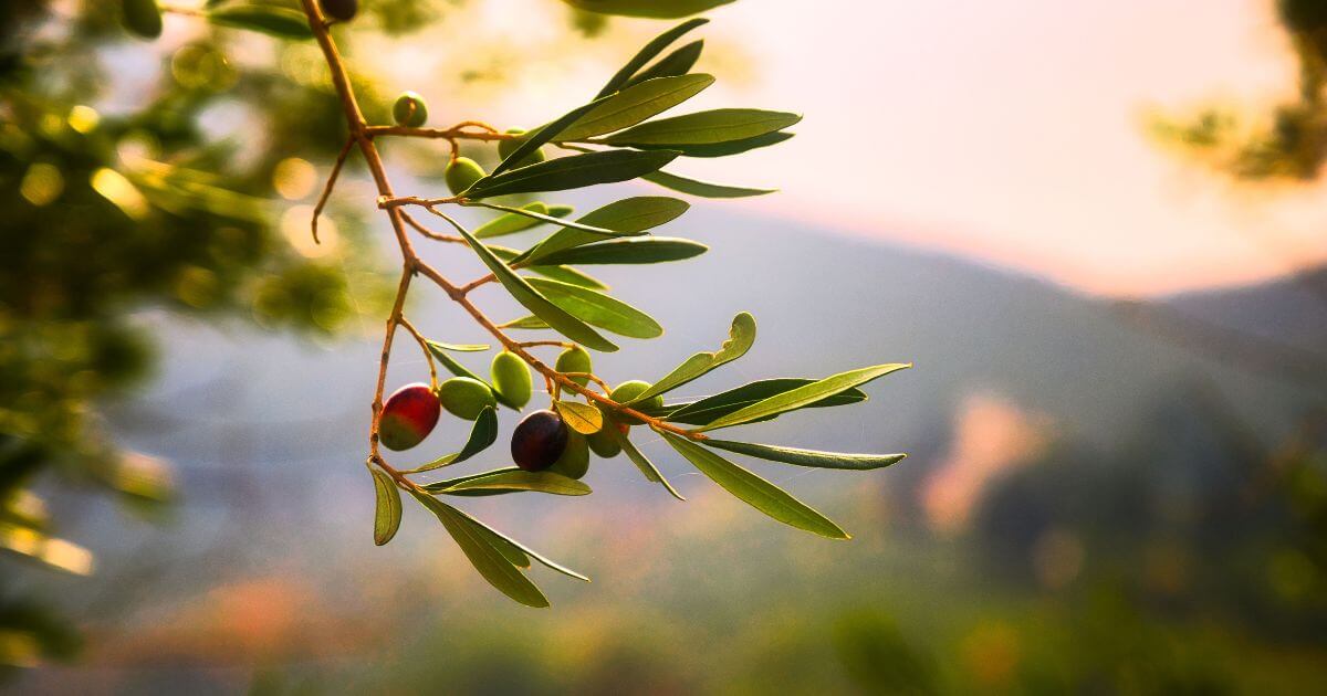 The Olivet Discourse – What is it?