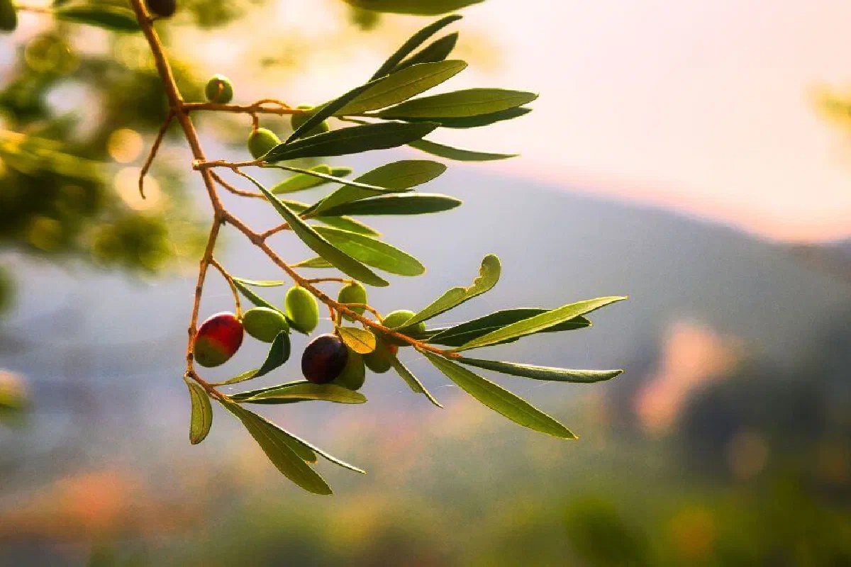 The Olivet Discourse – What is it?