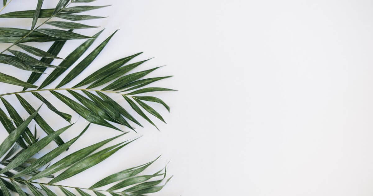 Palm Sunday - What is it?