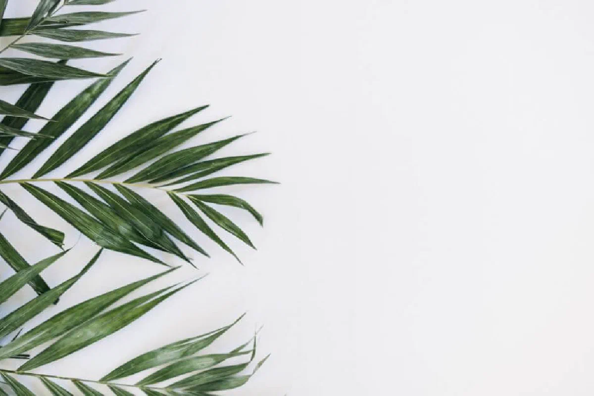 Palm Sunday - What is it?