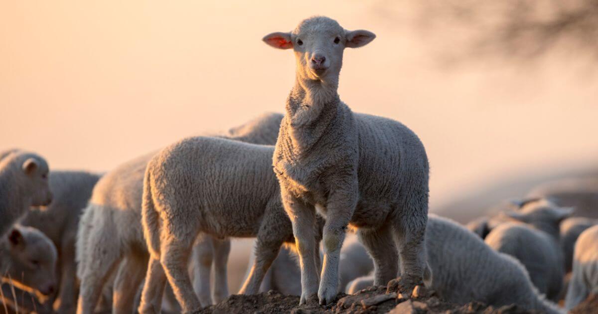 What is the Passover Lamb? How is Jesus our Passover Lamb?