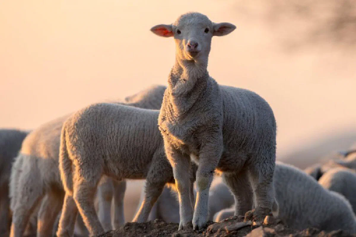 What is the Passover Lamb? How is Jesus our Passover Lamb?