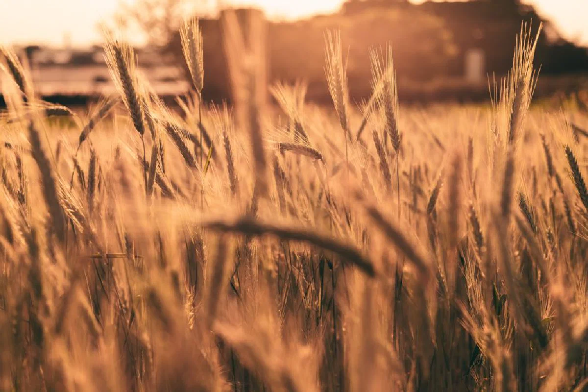 Wheat field in Holambra, brightened by the warm glow of sunset, showcasing natural beauty.