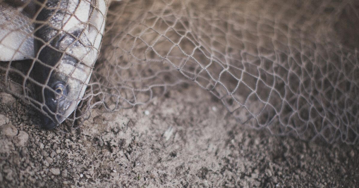 Who was Peter in the Bible?