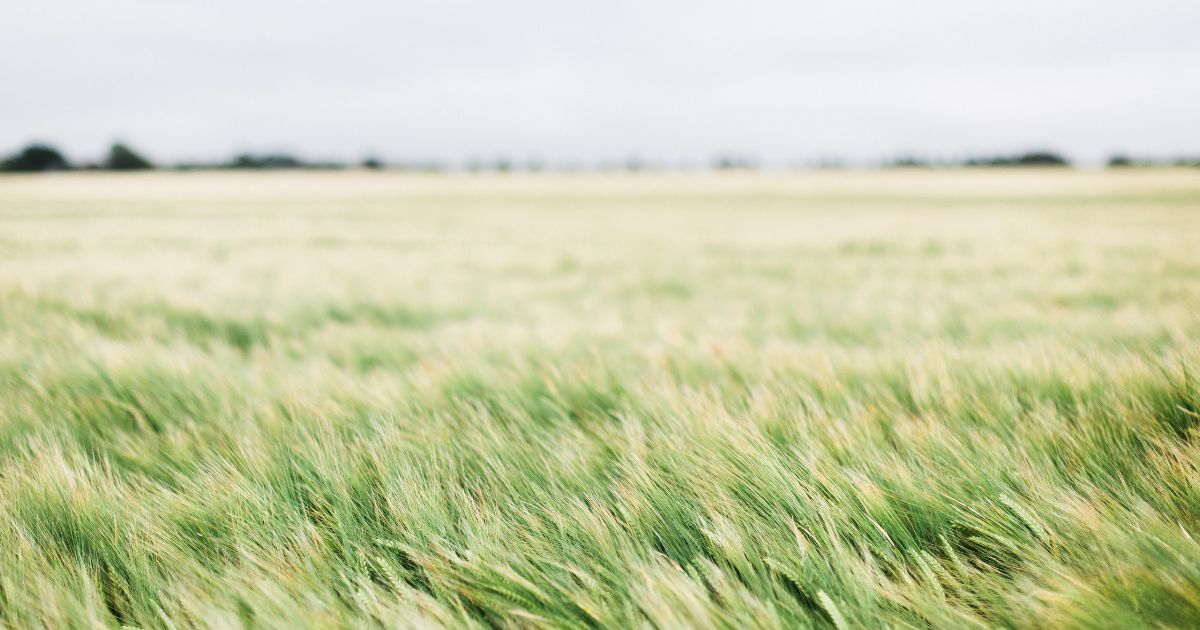 What is the theological study of pneumatology?