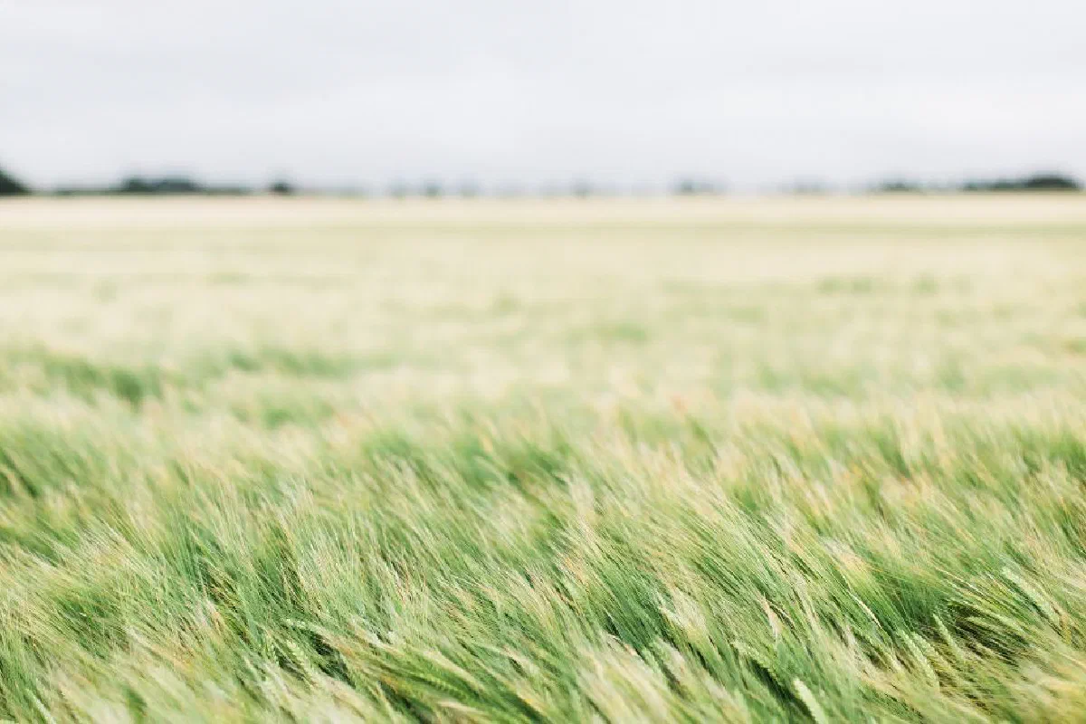 What is the theological study of pneumatology?