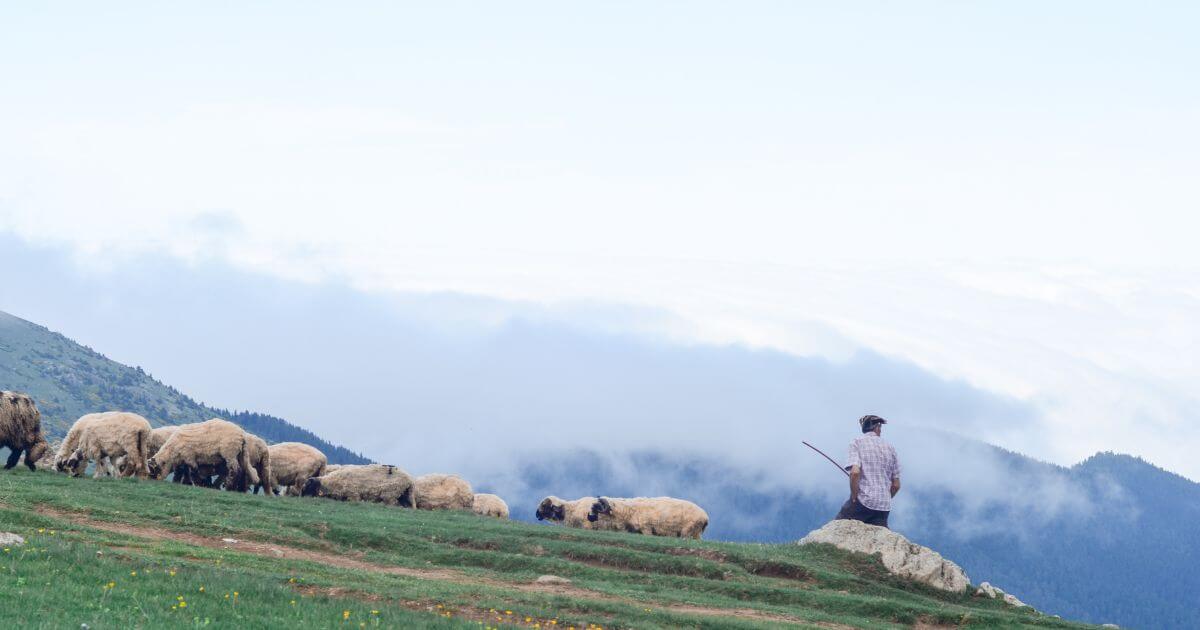 The Shepherd of Hermas – What is it? Should The Shepherd of Hermas be in the Bible?