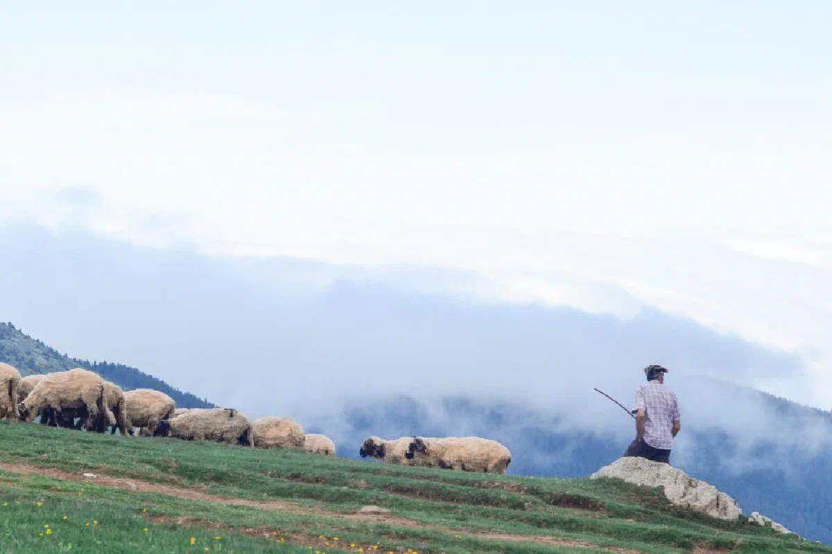 The Shepherd of Hermas – What is it? Should The Shepherd of Hermas be in the Bible?