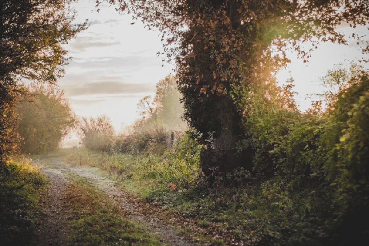 Explore the tranquil autumn path surrounded by misty trees and lush greenery.
