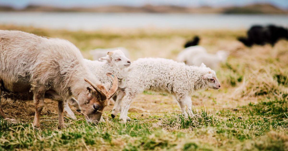 What was the purpose of animal sacrifices in the Old Testament?