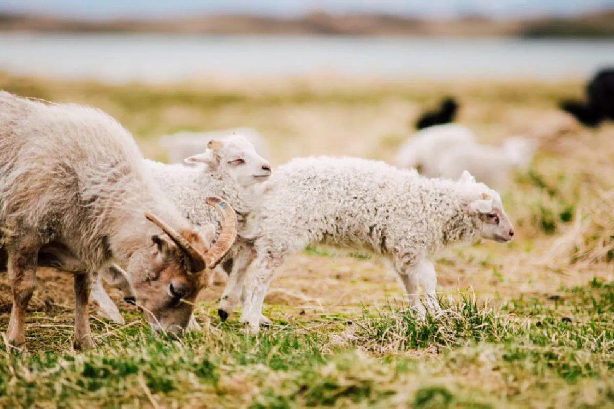 What was the purpose of animal sacrifices in the Old Testament?