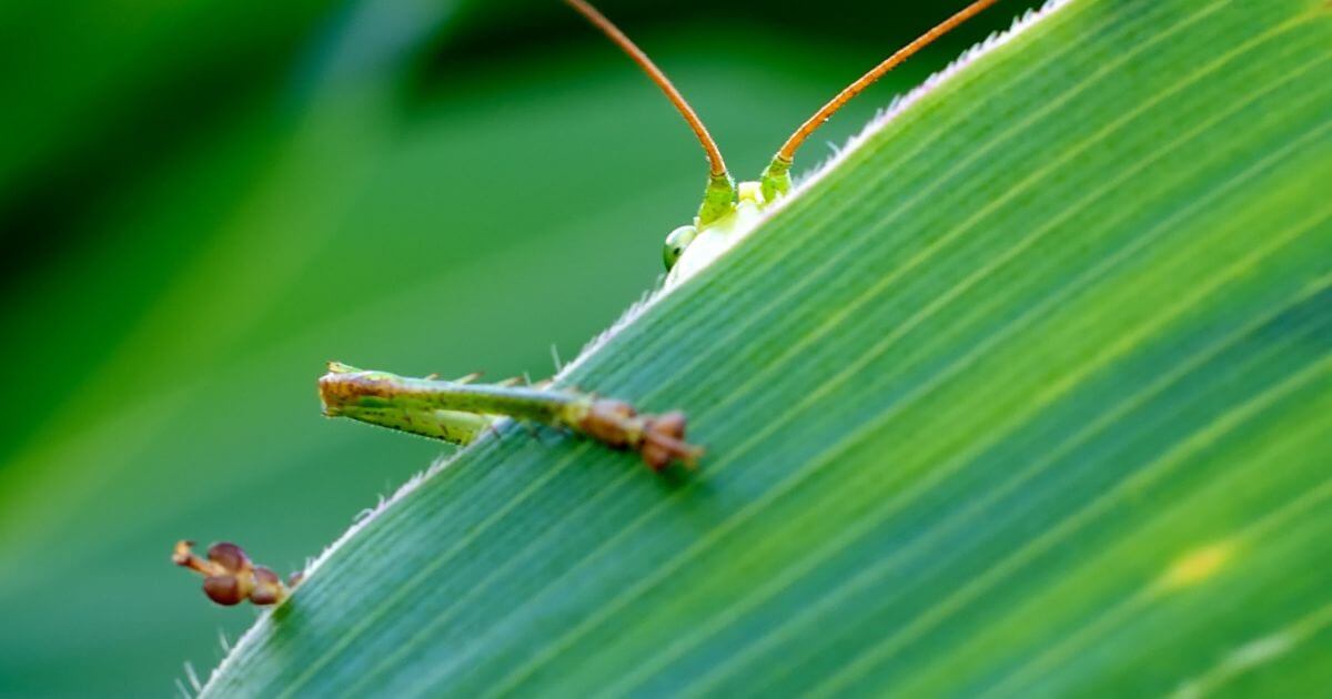 The apocryphal gospels — What are they?