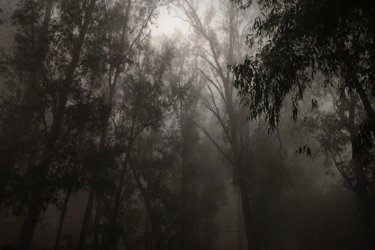 A mysterious mist blankets a forest of tall trees, creating a serene and eerie foggy landscape.