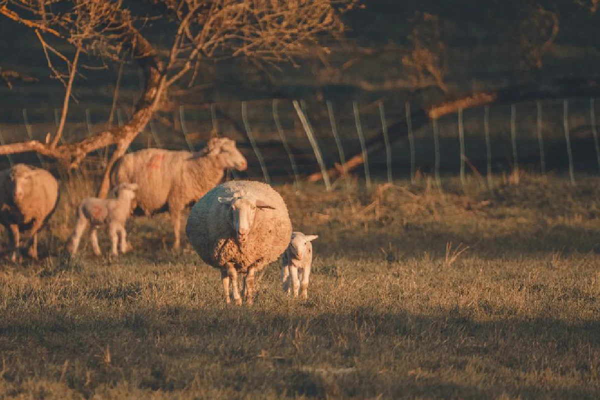 A serene scene of sheep and lambs grazing in a pasture during sunset. Tranquil rural life.