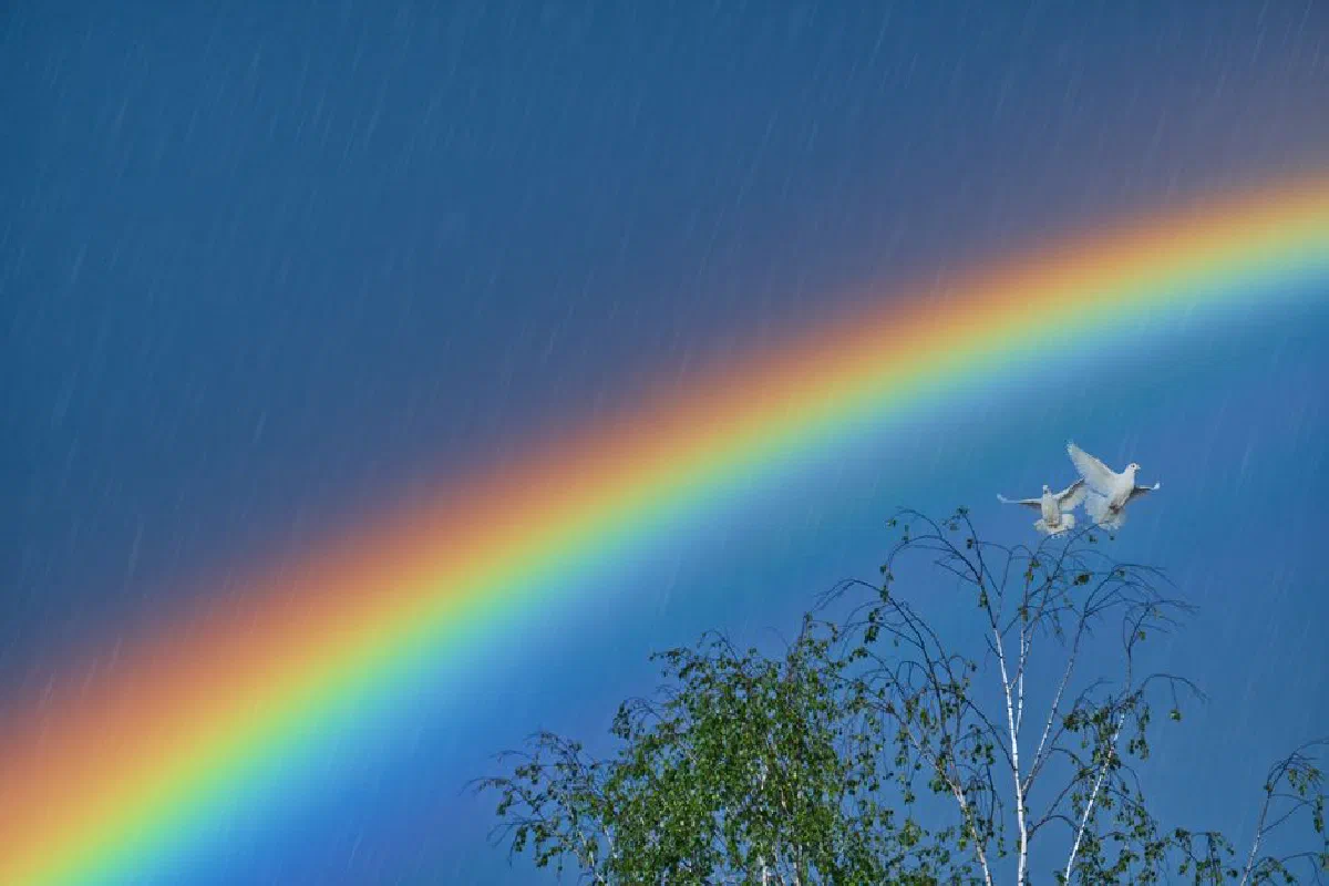Vibrant rainbow arcs over two doves flying above green trees in a clear sky.