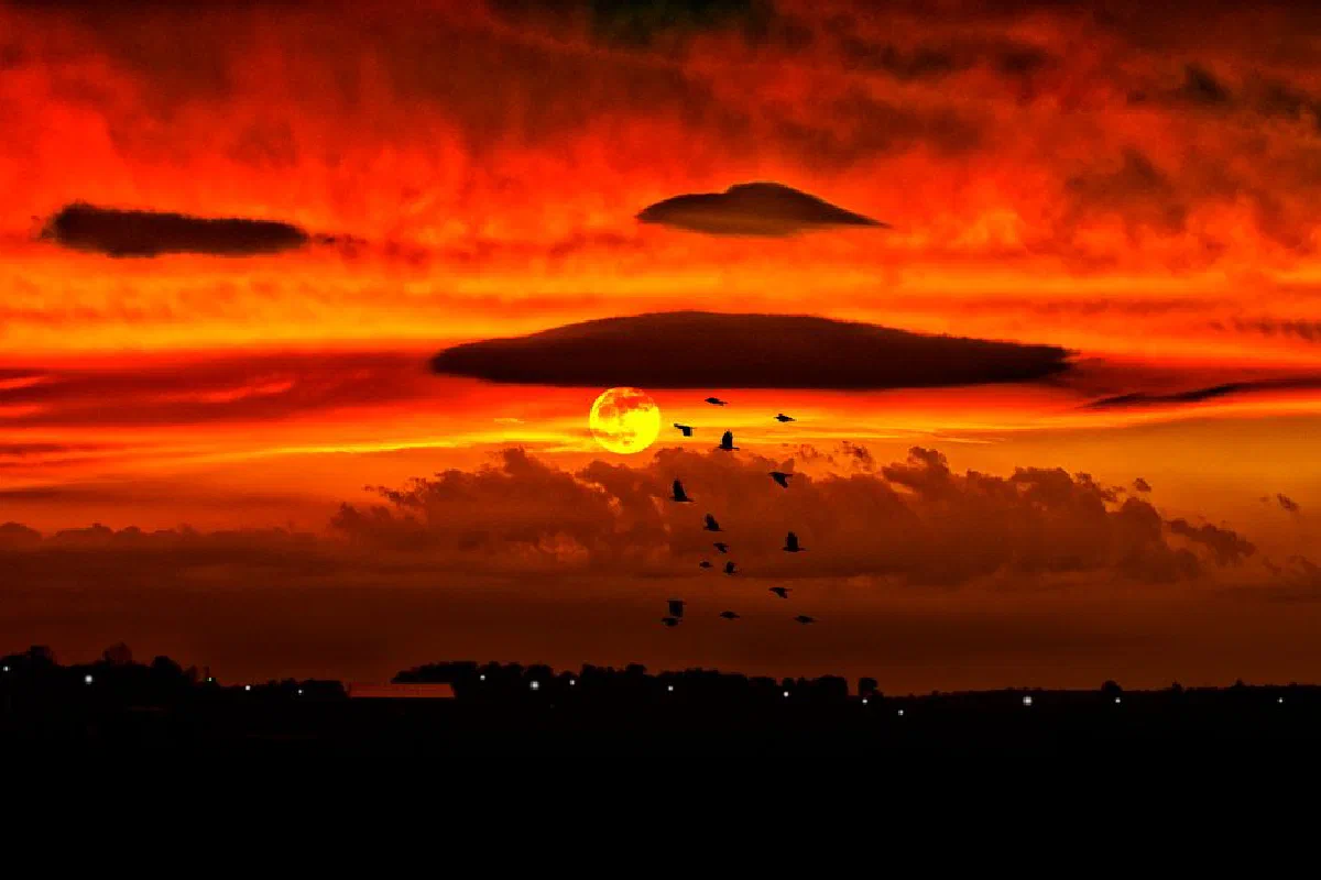 Dramatic sunset scene over San Diego with birds silhouetted against a vibrant sky.