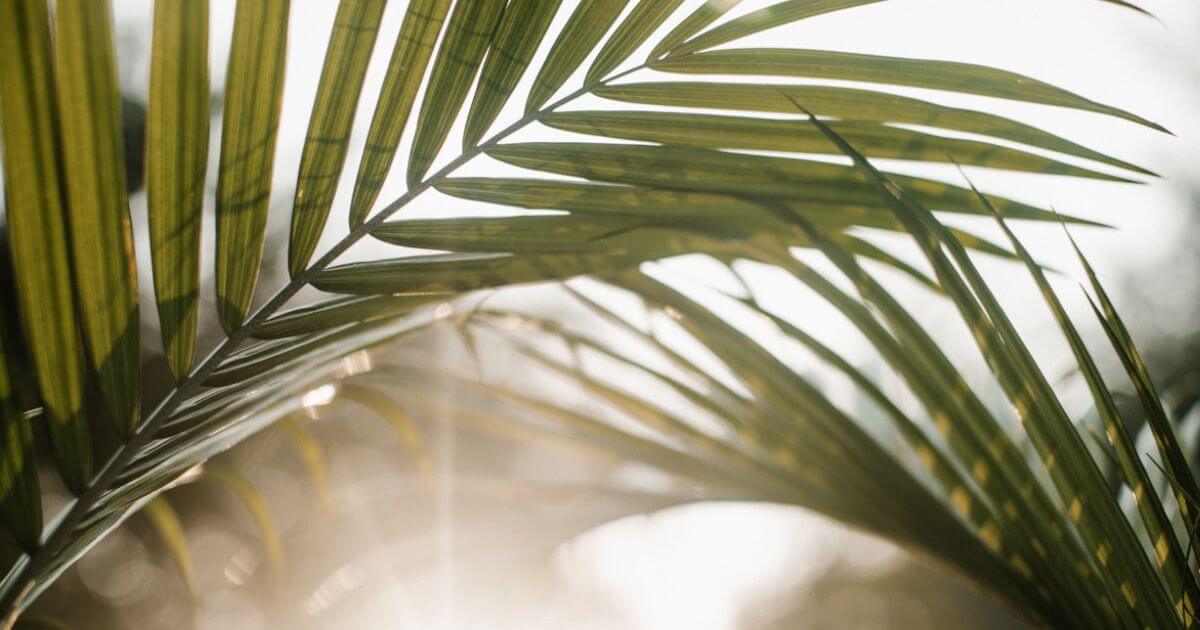 The balm of Gilead – What is it?