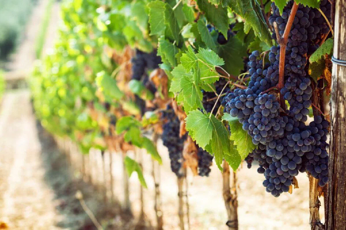 What does it mean to bear fruits worthy of repentance (Matthew 3:8)?