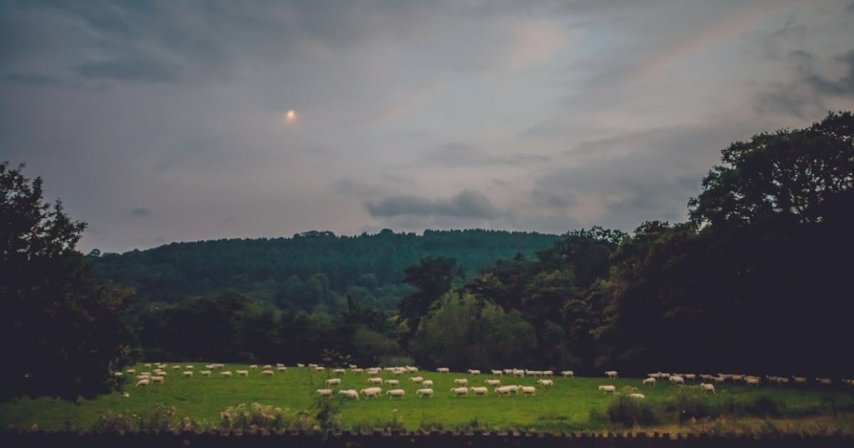 Bestiality – What does the Bible say? Is bestiality sinful?