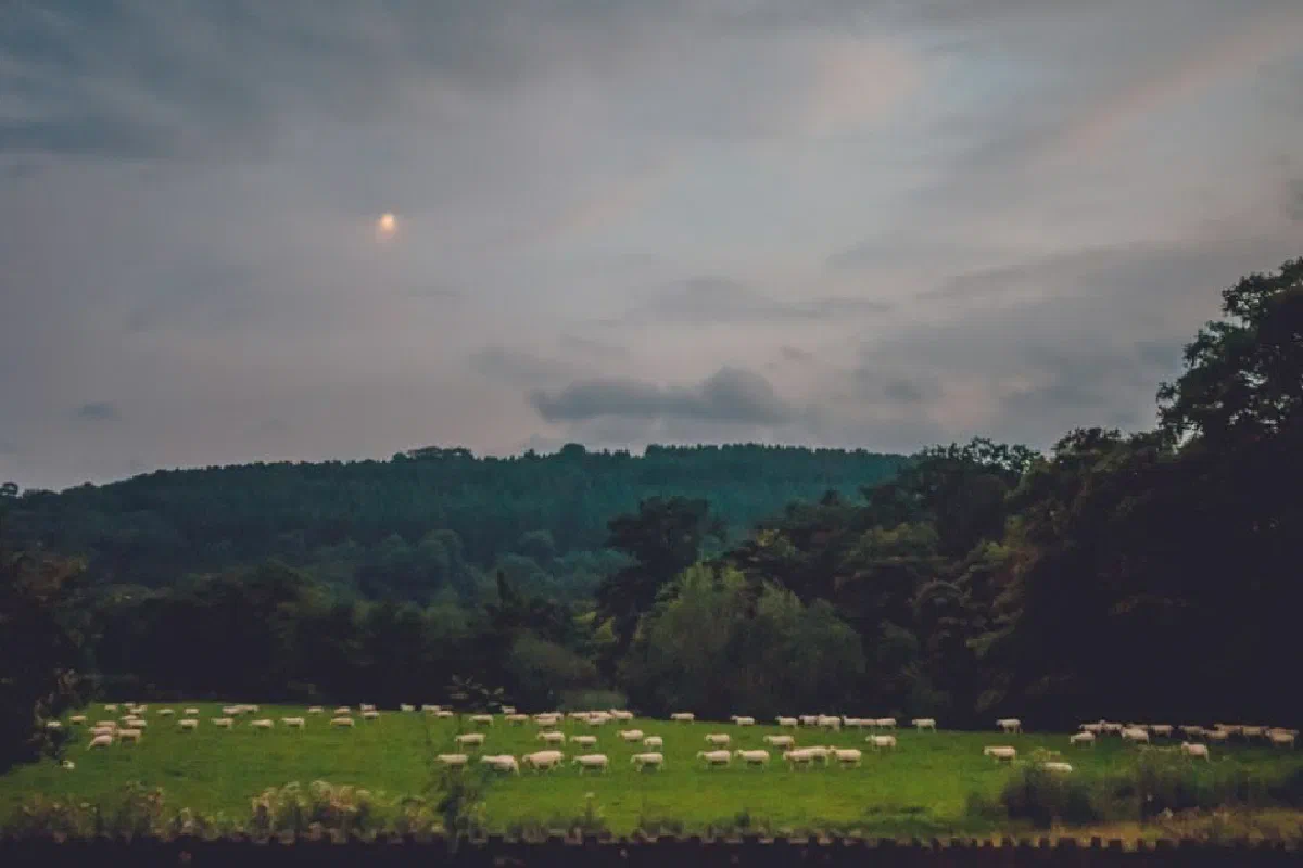 Bestiality – What does the Bible say? Is bestiality sinful?